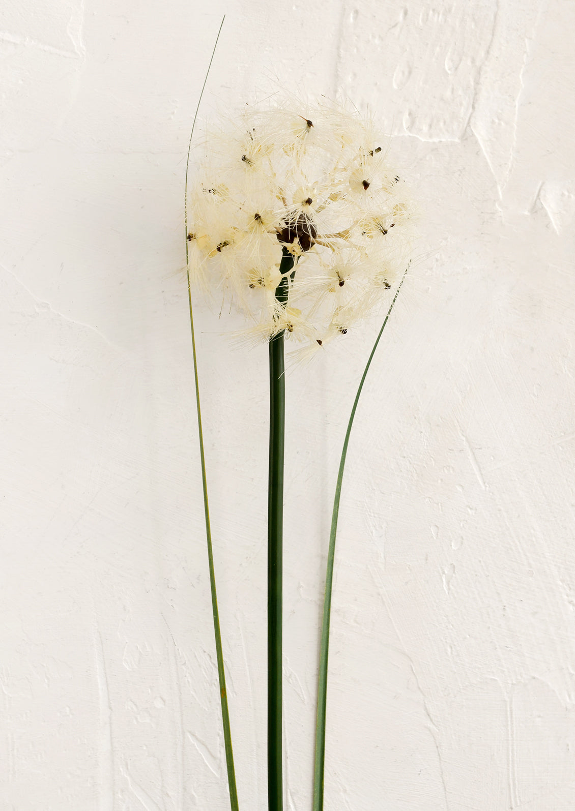 White faux dandelion flower with green stem on a light beige background