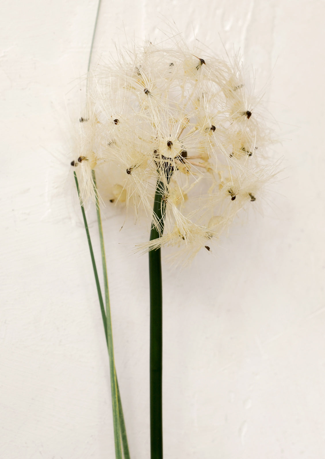 White faux dandelion flower with green stem on a light beige background