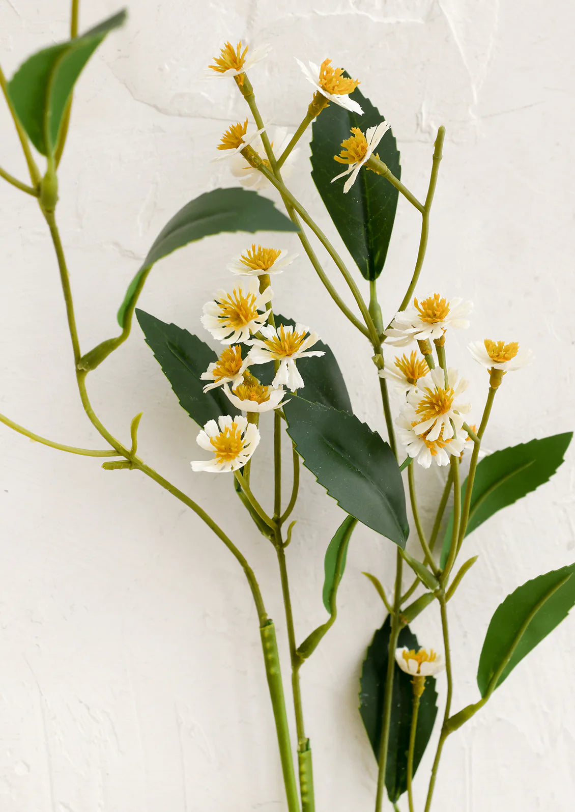 Shop Botanicals
