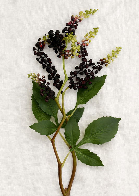 Vine with dark berries and green leaves on a light background