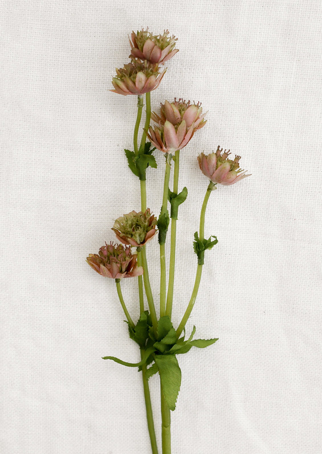 A faux floral stem depicting astrantia flower in pink.