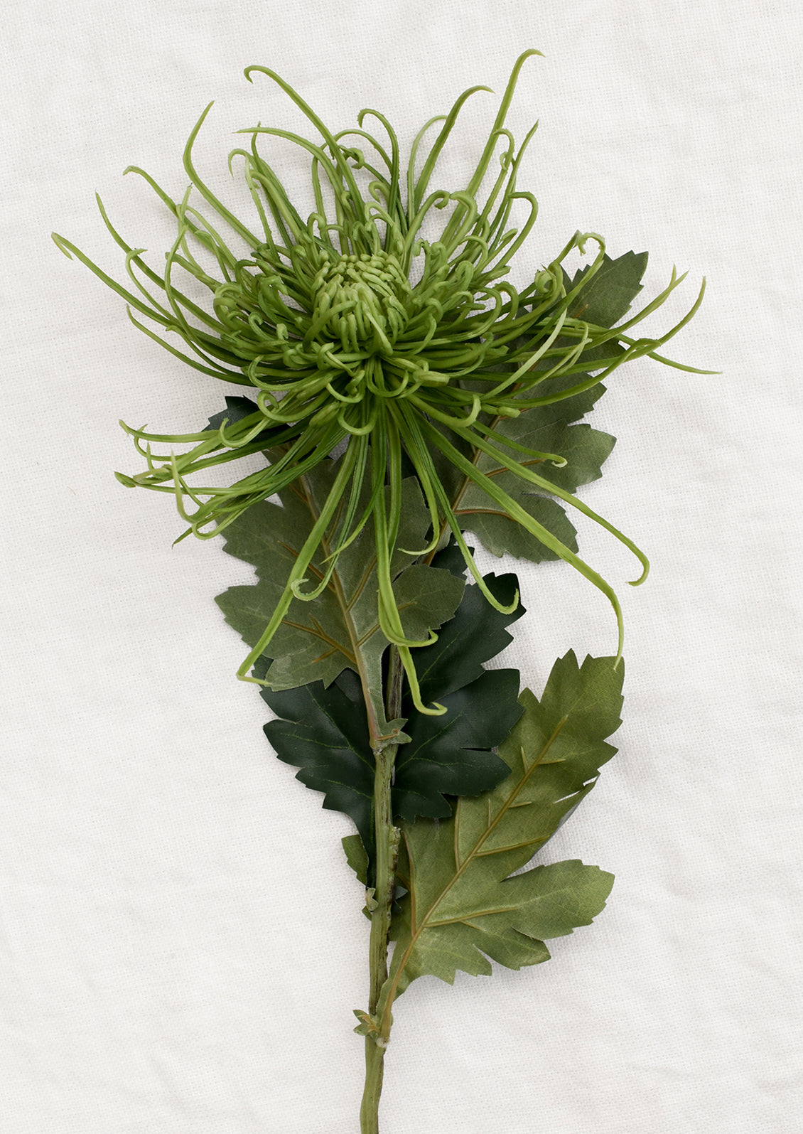 Artificial green flower on a white background