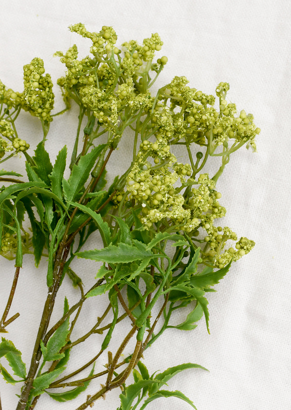 Green leafy branch with small flowers on a white background
