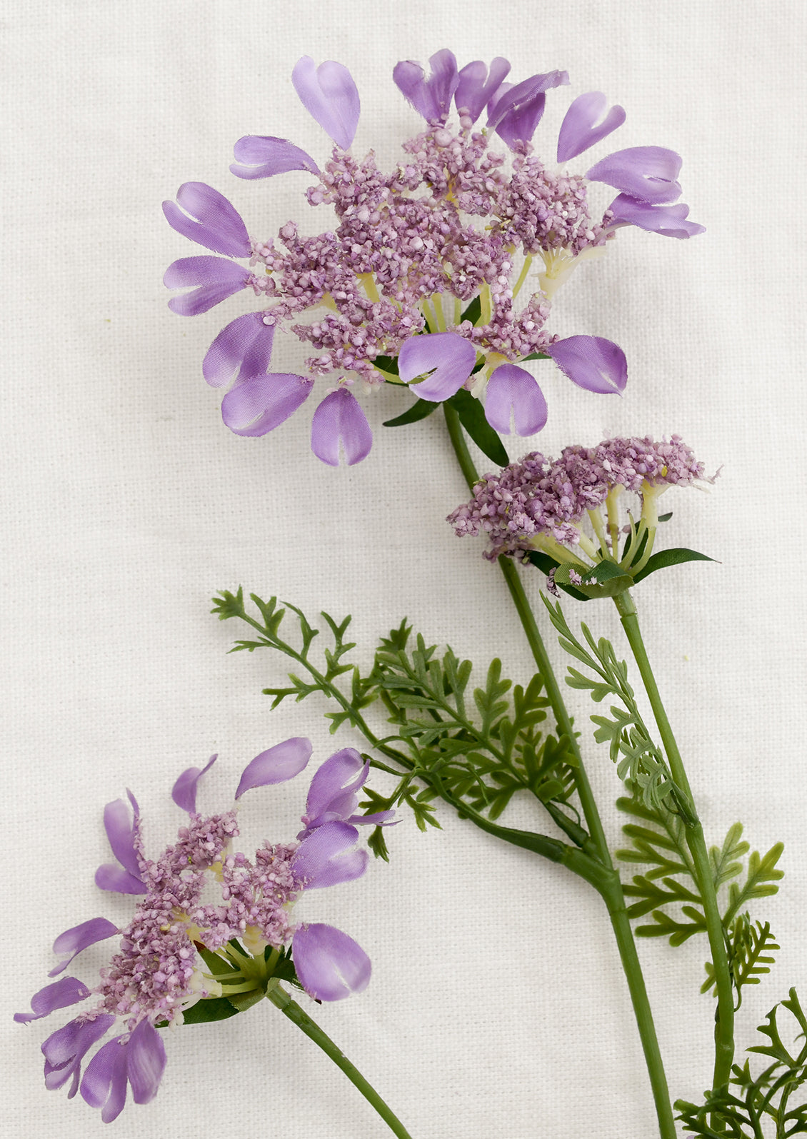 Purple flowers with green stems on a white background