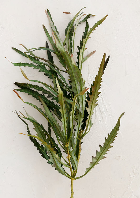 Green leafy plant on a white background