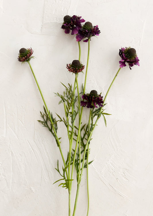 Purple flowers with green stems on a white background