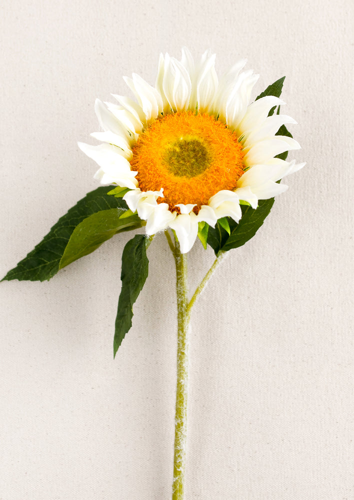 A faux white sunflower with green leaves.
