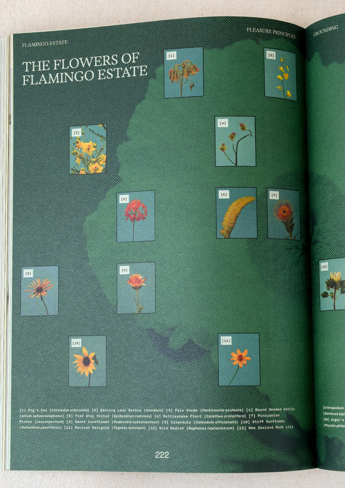 A book open on a table with the headline "The Flowers of Flamingo Estate" and images of various flowers scattered across the page.