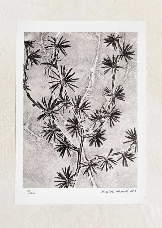 A botanical art print in black and white of larch plant.