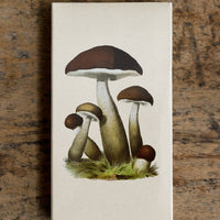 1: Mushrooms Matchbox