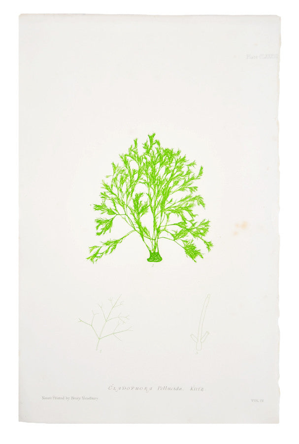 Cladophora Pellucida Seaweed Print, c. 1872 in  - LEIF