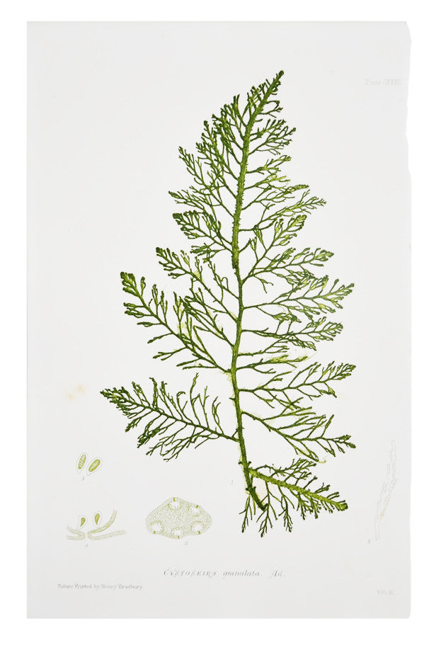 1: Cystoseira Granulata Seaweed Print, c. 1872 in  - LEIF