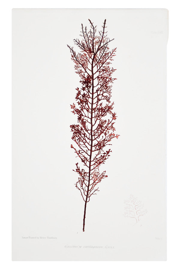 1: Gelidium Cartilagineum Seaweed Print, c. 1872 in  - LEIF