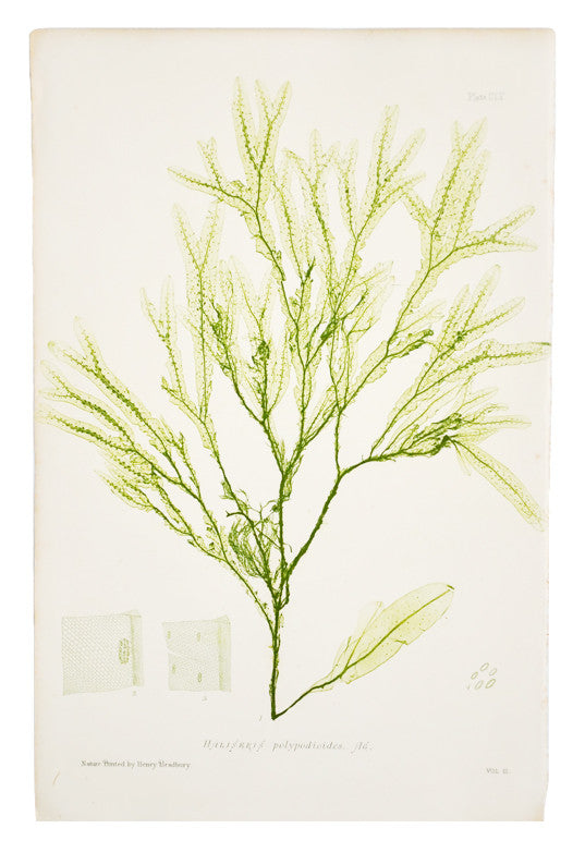 1: Haliseris Polypodioides Seaweed Print, c. 1872 in  - LEIF