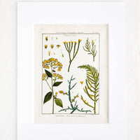 1: Vintage botanical print with white mat. Print features green and yellow leaves and flowers.