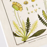 2: Vintage botanical artwork in white mat
