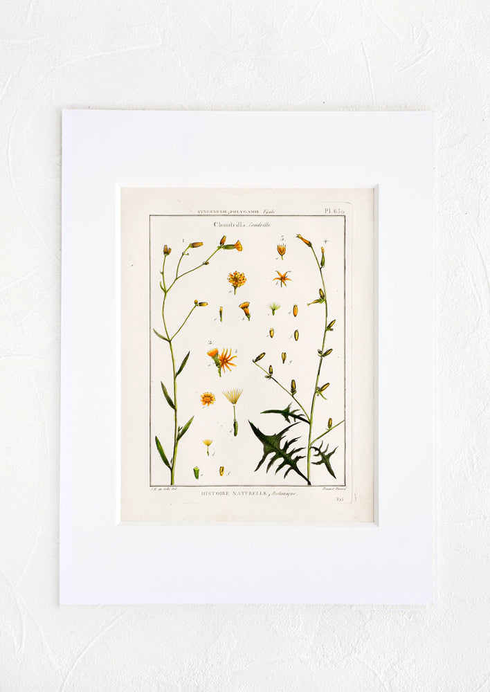 1: Vintage botanical print with white mat. Print features green and orange leaves and flowers.
