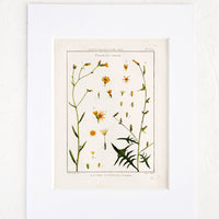 1: Vintage botanical print with white mat. Print features green and orange leaves and flowers.