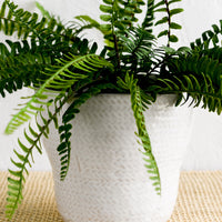 1: A white basketweave planter with fern plant.