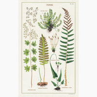 2: A cotton tea towel with botanical fern species printed in color.