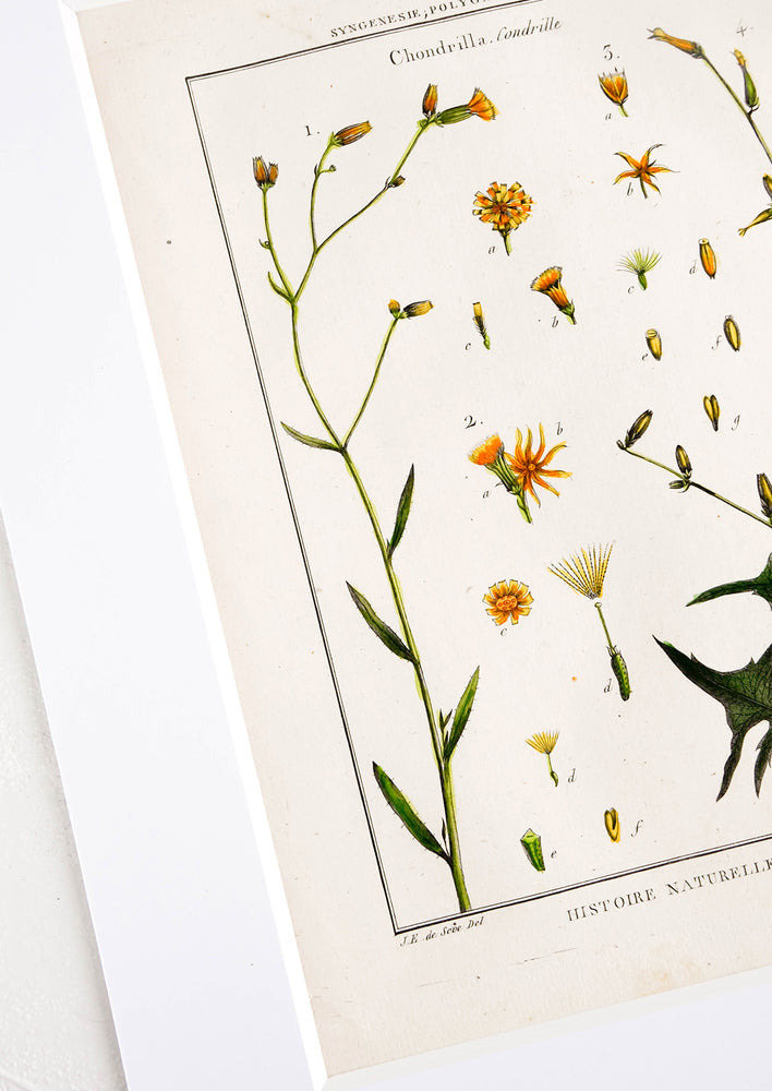 Histoire Naturelle Botanique Print, Chondrilla hover