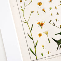 2: Vintage botanical artwork in white mat