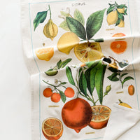 1: A cotton tea towel with citrus species print in color.