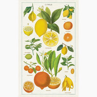 2: A cotton tea towel with citrus species print in color.