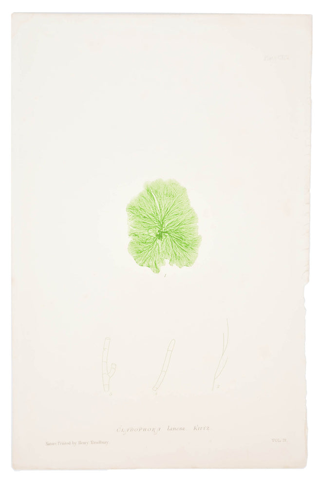 1: Cladophora Lanosa Seaweed Print, c. 1872 in  - LEIF