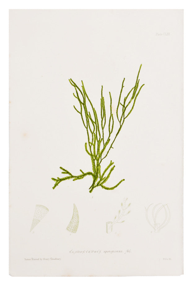 1: Cladostephus Spongiosus Seaweed Print, c. 1872 in  - LEIF