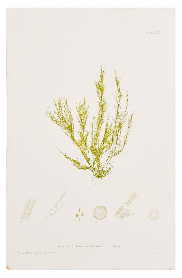 1: Dictyosiphon Foeniculaceus Seaweed Print, c. 1872 in  - LEIF
