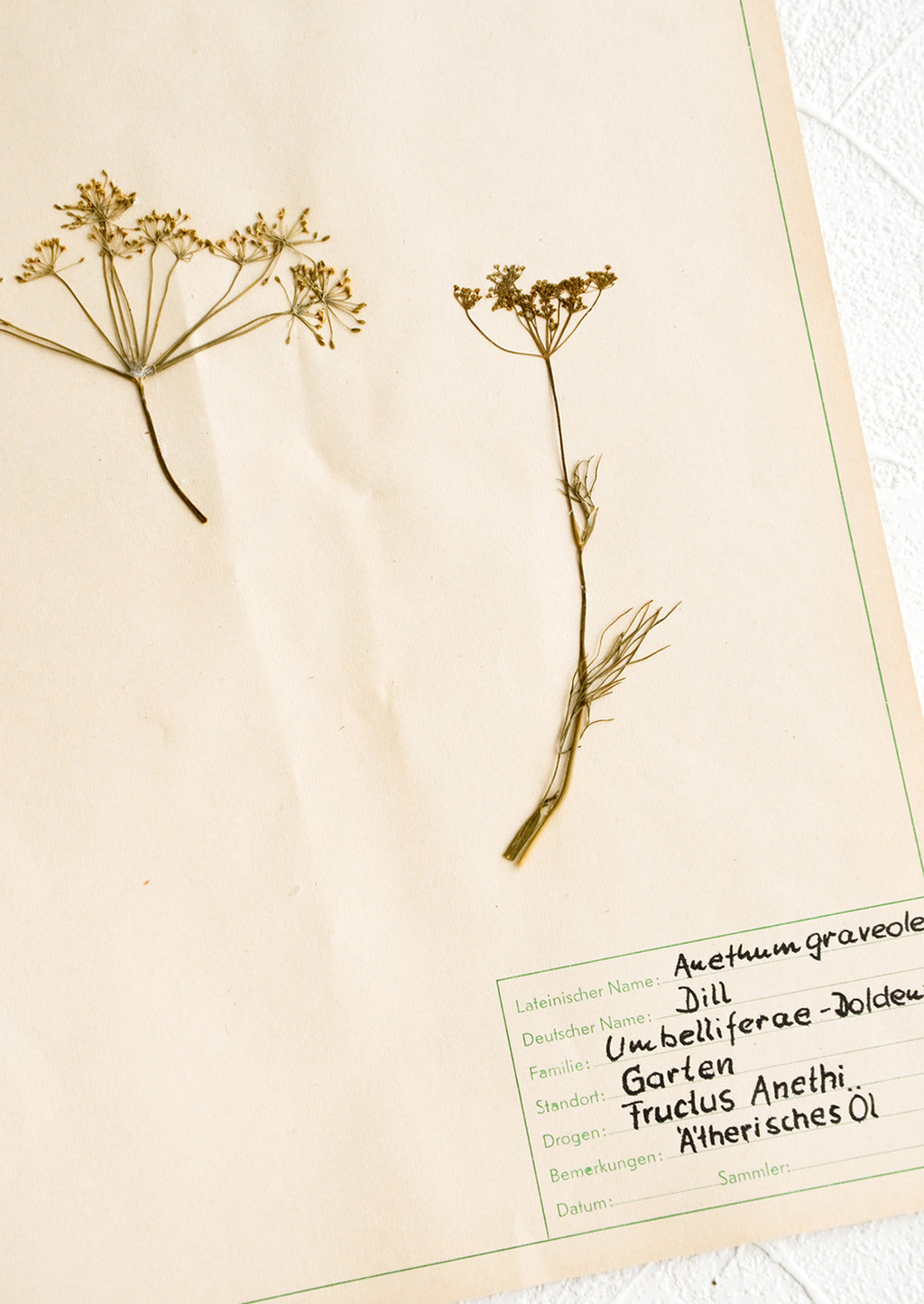 2: Dried dill specimen preserved on paper with handwritten description