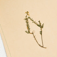 2: Dried floral specimen taped and preserved on paper