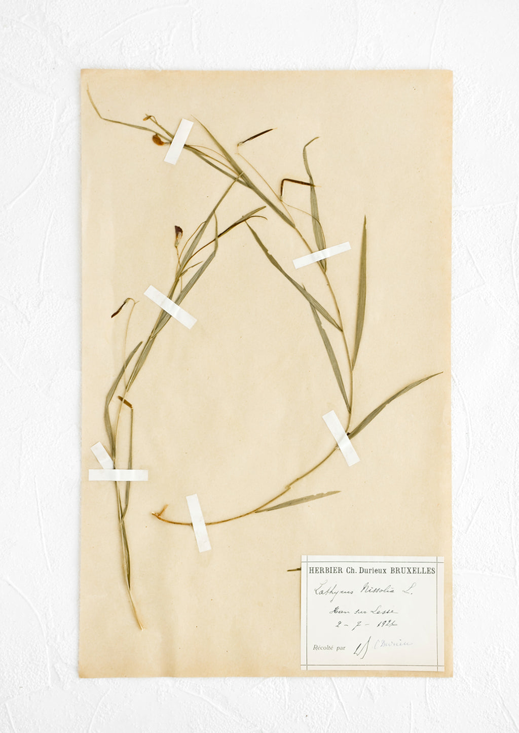 1: One hundred year old dried floral specimen (grass pea) on paper, used as artwork
