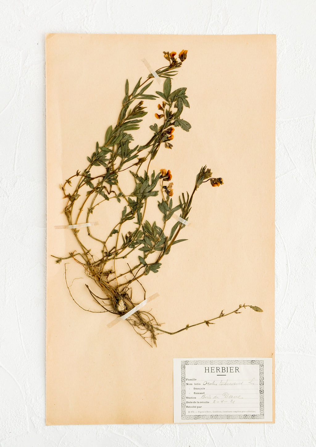 1: One hundred year old dried floral specimen (tuberose) on paper, used as artwork