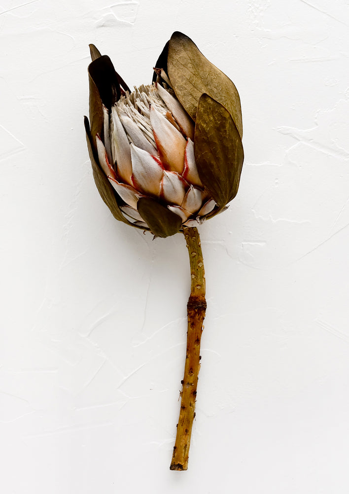 1: A single dried stem of king protea flower.