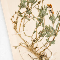 2: Dried tuberose floral specimen taped to paper
