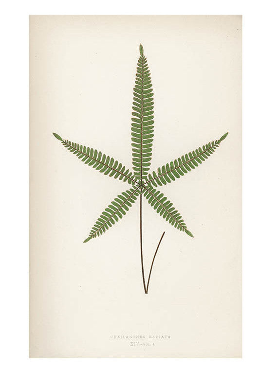 1: Cheilanthes Radiata Fern Print, c. 1872 in  - LEIF