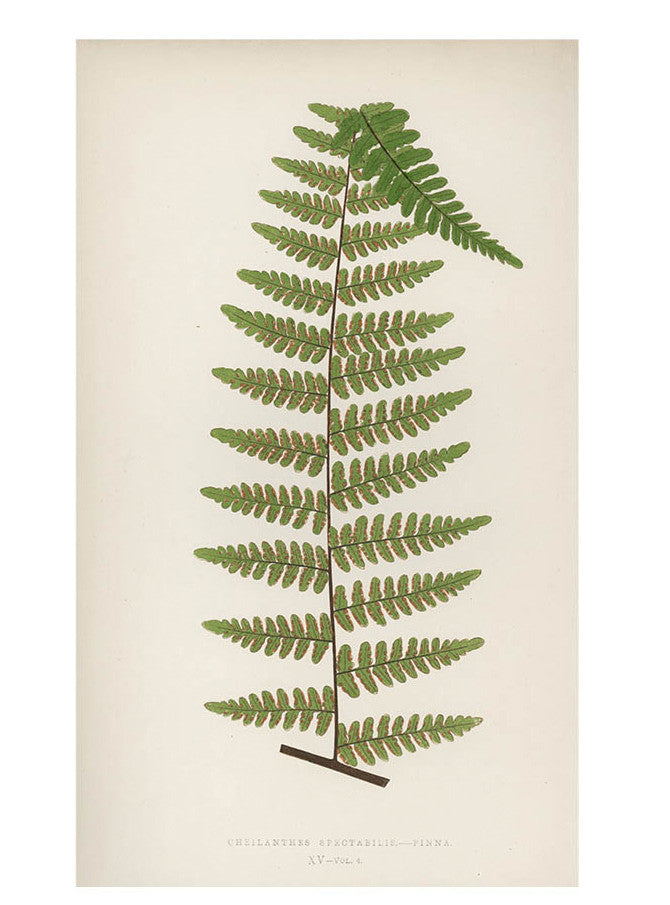 1: Cheilanthes Spectabilis Fern Print, c. 1872 in  - LEIF