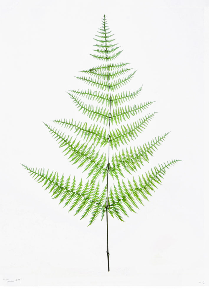 Green Fern #9 Poster Print in  - LEIF