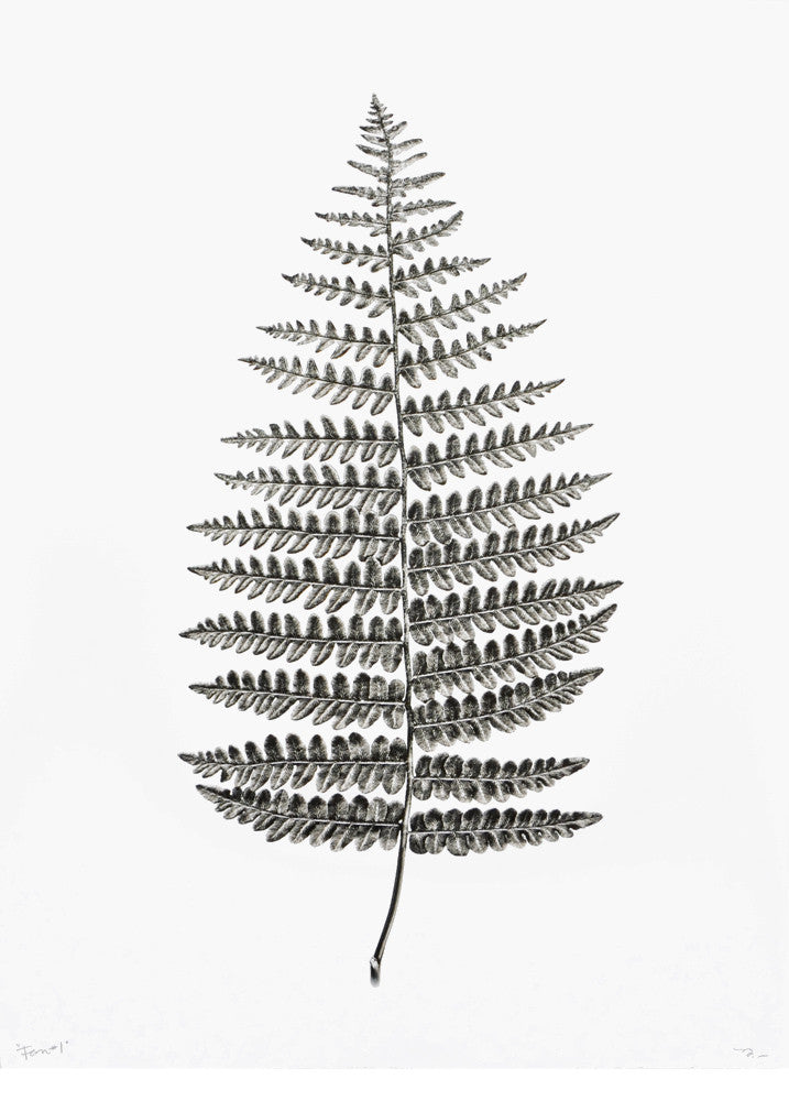 Fern Study #1 Print in  - LEIF