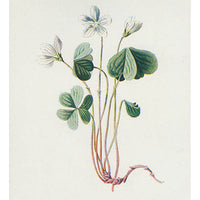 1: Vintage Flowering Plants Print, Wood Sorrel in  - LEIF