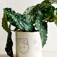 2: A ceramic planter with fruit drawings holding spotted begonia.