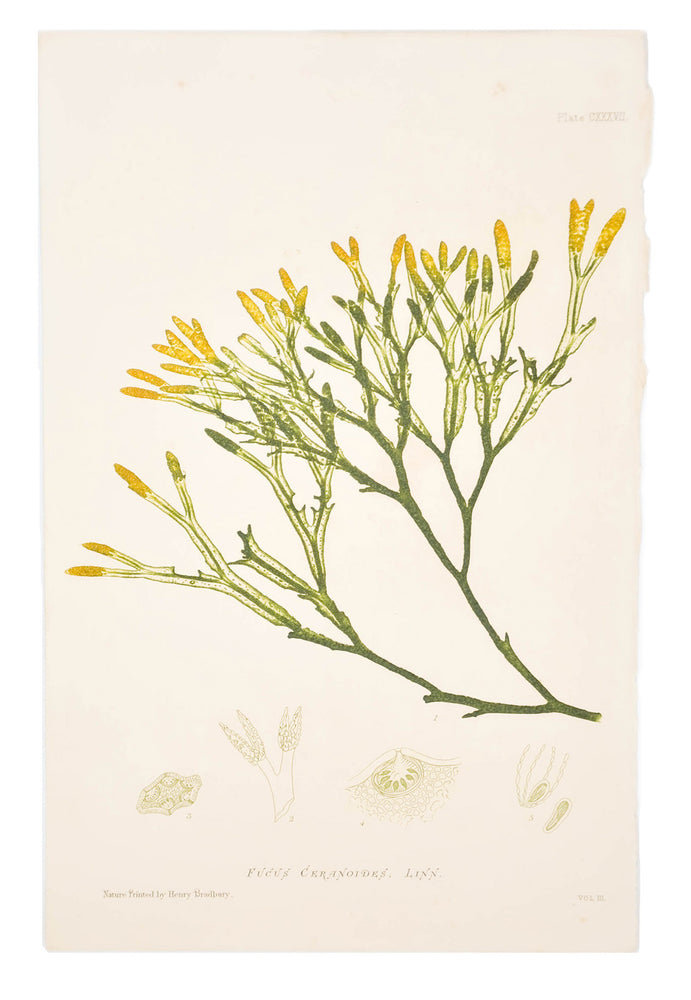 1: Fucus Ceranoides Seaweed Print, c. 1872 in  - LEIF