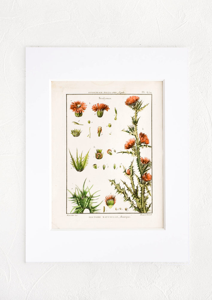 Vintage botanical print with white mat. Print features green and coral leaves and flowers.