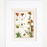 1: Vintage botanical print with white mat. Print features green and coral leaves and flowers.