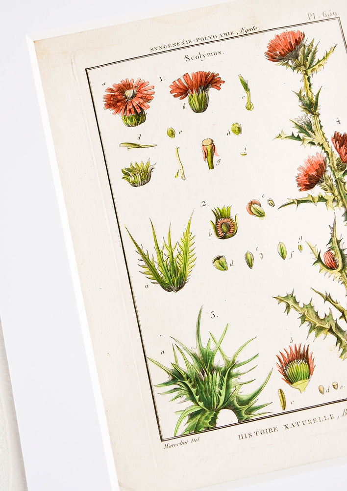 Histoire Naturelle Botanique Print, Golden Thistle hover