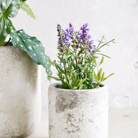 Small [$24.00]: Distressed ceramic and concrete planter in grey/white finish, with small lavender plant.