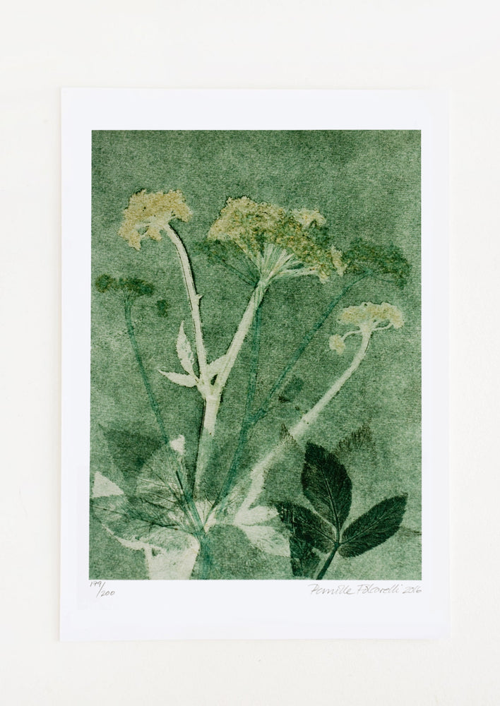 A botanical print of a ground elder plant in green.