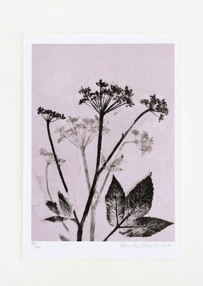 A botanical art print featuring black ground elder silhouette on violet background.